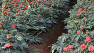  一等級三七人参とは何か｜他等級との違い・成分・選び方を科学的根拠で解説