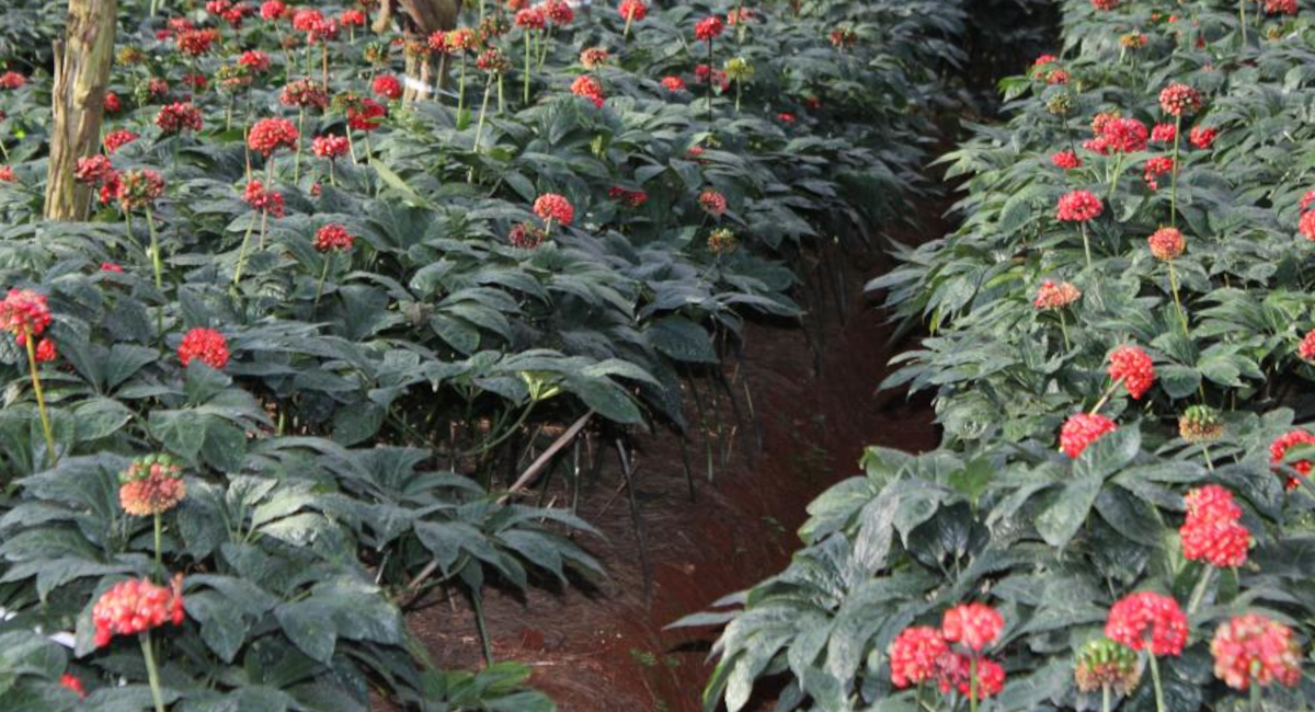  一等級三七人参とは何か｜他等級との違い・成分・選び方を科学的根拠で解説